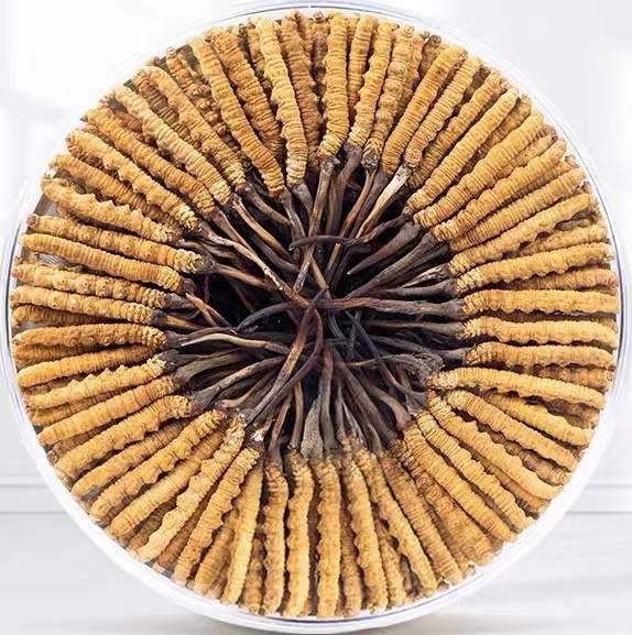 平川冬虫夏草回收